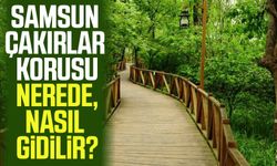 Samsun Çakırlar Korusu nerede, nasıl gidilir?