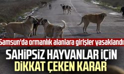 Samsun'da ormanlık alanlara girişler yasaklandı! Sahipsiz hayvanlar için dikkat çeken karar