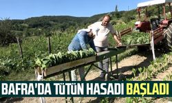 Bafra'da tütün hasadı başladı