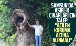 Samsun'da asırlık çınarlar için talep: "Acilen koruma altına alınmalı"