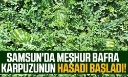 Samsun'da meşhur Bafra karpuzunun hasadı başladı!