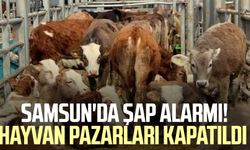 Samsun'da şap alarmı! Hayvan pazarları kapatıldı