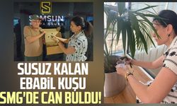 Susuz kalan ebabil kuşu SMG'de can buldu!