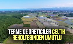 Terme'de üreticiler çeltik rekoltesinden umutlu