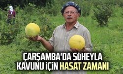 Çarşamba'da Süheyla kavunu için hasat zamanı