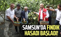 Samsun'da fındık hasadı başladı