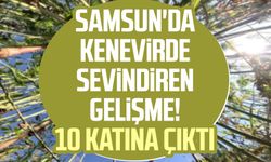 Samsun'da kenevirde sevindiren gelişme! 10 katına çıktı