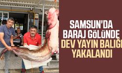 Samsun'da baraj gölünde dev yayın balığı yakalandı