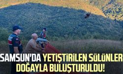 Samsun'da yetiştirilen sülünler doğayla buluşturuldu!