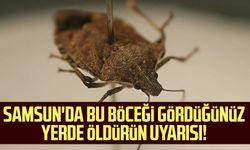 Samsun'da bu böceği gördüğünüz yerde öldürün uyarısı!