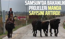 Samsun'da bakanlık projeleri manda sayısını artırdı!