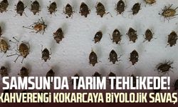 Samsun'da tarım tehlikede! Kahverengi kokarcaya biyolojik savaş