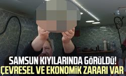 Samsun kıyılarında görüldü! Çevresel ve ekonomik zararı var