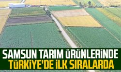 Samsun tarım ürünlerinde Türkiye'de ilk sıralarda