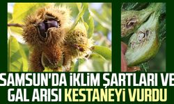 Samsun'da iklim şartları ve gal arısı kestaneyi vurdu