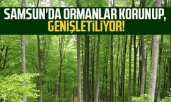 Samsun'da ormanlar korunup, genişletiliyor!