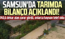 Samsun'da tarımda bilanço açıklandı: 740,6 dekar alan zarar gördü, onlarca hayvan telef oldu
