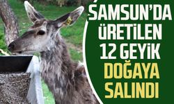Samsun'da üretilen 12 geyik doğaya salındı