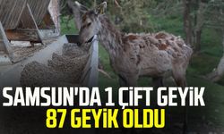 Samsun'da 1 çift geyik 87 geyik oldu