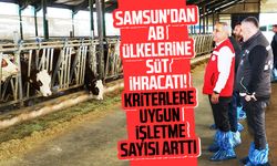 Samsun'dan AB ülkelerine süt ihracatı! Kriterlere uygun işletme sayısı arttı
