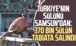 Türkiye'nin sülünü Samsun'dan: 370 bin sülün tabiata salındı