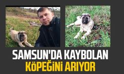 Samsun'da kaybolan köpeğini arıyor
