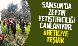 Samsun'da zeytin yetiştiriciliği canlanıyor: Üreticiye teşvik