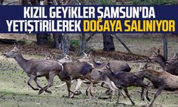 Kızıl geyikler Samsun'da yetiştirilerek doğaya salınıyor