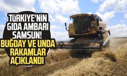 Türkiye'nin gıda ambarı Samsun! Buğday ve unda rakamlar açıklandı