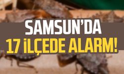 17 ilçede alarm! Samsun'da kahverengi kokarcayla mücadele devam ediyor
