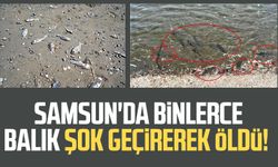 Samsun'da binlerce balık şok geçirerek öldü!