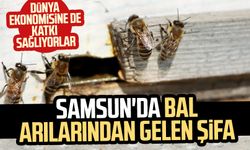 Samsun'da bal arılarından gelen şifa: Dünya ekonomisine katkı