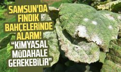 Samsun'da fındık bahçelerinde alarm! "Kimyasal müdahale gerekebilir"