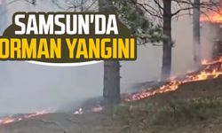 Samsun'da orman yangını