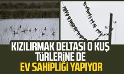 Kızılırmak Deltası o kuş türlerine de ev sahipliği yapıyor