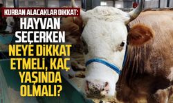 Kurban alacak vatandaşlar dikkat: Hayvan seçerken neye dikkat etmeli, kaç yaşında olmalı?