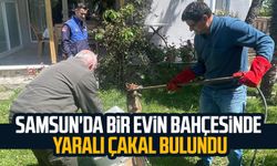 Samsun'da bir evin bahçesinde yaralı çakal bulundu