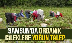Samsun'da organik çileklere yoğun talep