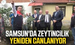 Samsun'da zeytincilik yeniden canlanıyor