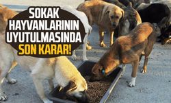 Sokak hayvanlarının uyutulmasında son karar!