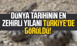 Dünya tarihinin en zehirli yılanı Türkiye’de görüldü!