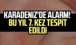 Karadeniz'de alarm! Bu yıl 7. kez tespit edildi