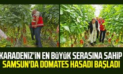 Karadeniz’in en büyük serasına sahip Samsun'da domates hasadı başladı