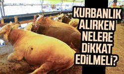Kurbanlık alırken nelere dikkat edilmeli? Kurban seçerken dikkat edilmesi gerekenler