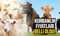 Kurbanlık Fiyatları Belli Oldu! İşte 2024 Büyükbaş ve Küçükbaş Hayvanın Canlı Kilogram Fiyatı