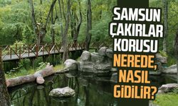 Samsun Çakırlar Korusu nerede, nasıl gidilir?