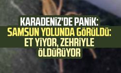 Karadeniz'de panik: Samsun yolunda görüldü: Et yiyor, zehriyle öldürüyor