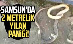 Samsun'da 2 metrelik yılan paniği! Merdiven boşluğundan çıktı