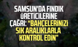 Samsun'da fındık üreticilerine çağrı: "Bahçelerinizi sık aralıklarla kontrol edin"