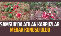 Samsun'da atılan karpuzlar merak konusu oldu